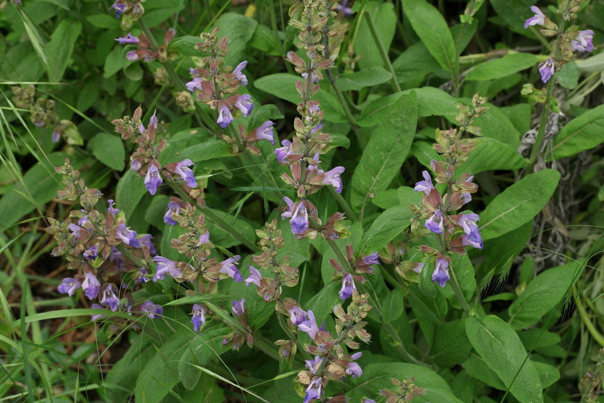Xô thơm (Salvia officinalis) cao 60 cm, phân bố ở Tây Ban Nha, miền Nam nước Pháp và vùng Balkan. Loài cây bụi này có lá xanh xám, mùi hăng được trồng phổ biến để lấy lá làm gia vị trong các món ăn. Ảnh: Plant Identification.