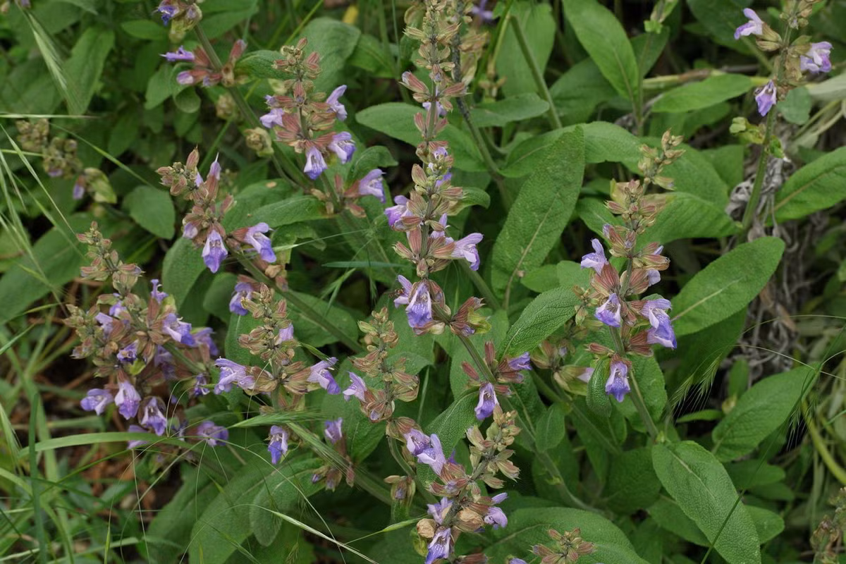 Xô thơm (Salvia officinalis) cao 60 cm, phân bố ở Tây Ban Nha, miền Nam nước Pháp và vùng Balkan. Loài cây bụi này có lá xanh xám, mùi hăng được trồng phổ biến để lấy lá làm gia vị trong các món ăn. Ảnh: Plant Identification.
