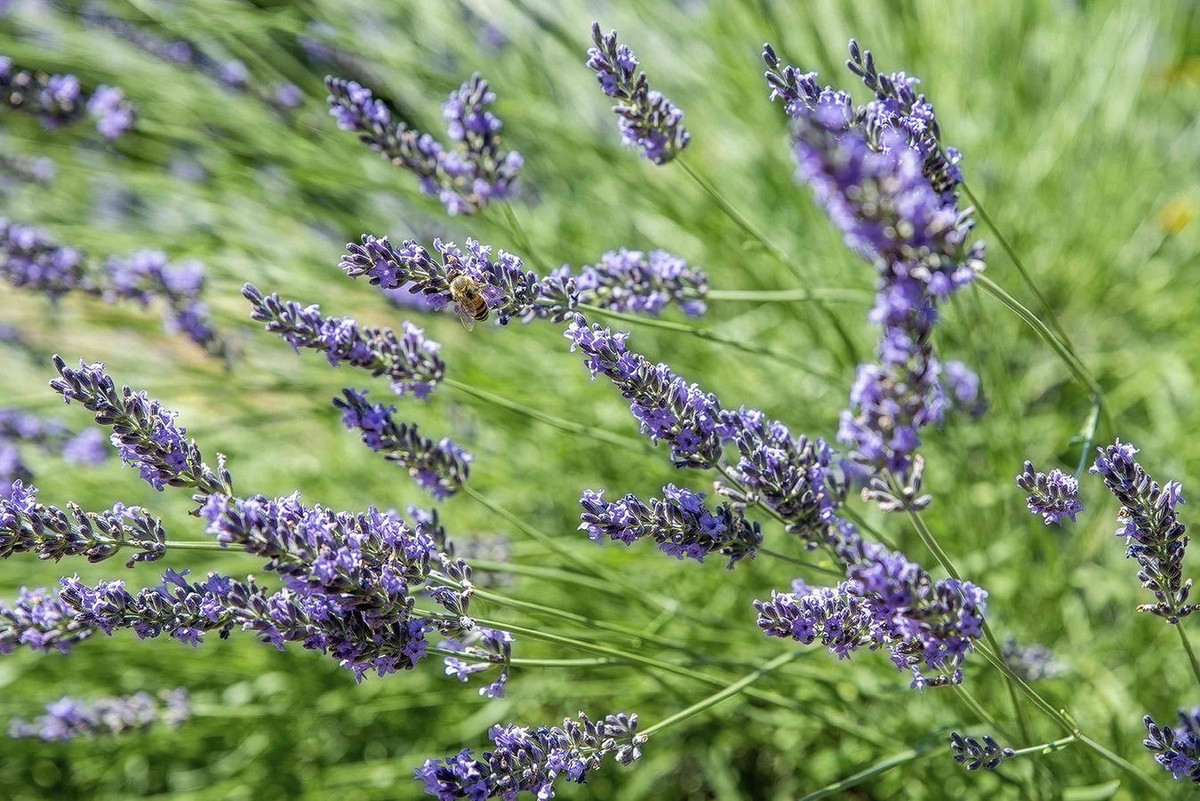 Oải hương (Lavandula angustifolia) cao 80 cm, là thực vật bản địa khu vực ven Địa Trung Hải. Tinh dầu giữ nước trong lá của loài cây bụi thường xanh này rất có giá trị trong ngành sản xuất nước hoa. Ảnh: The Spruce.