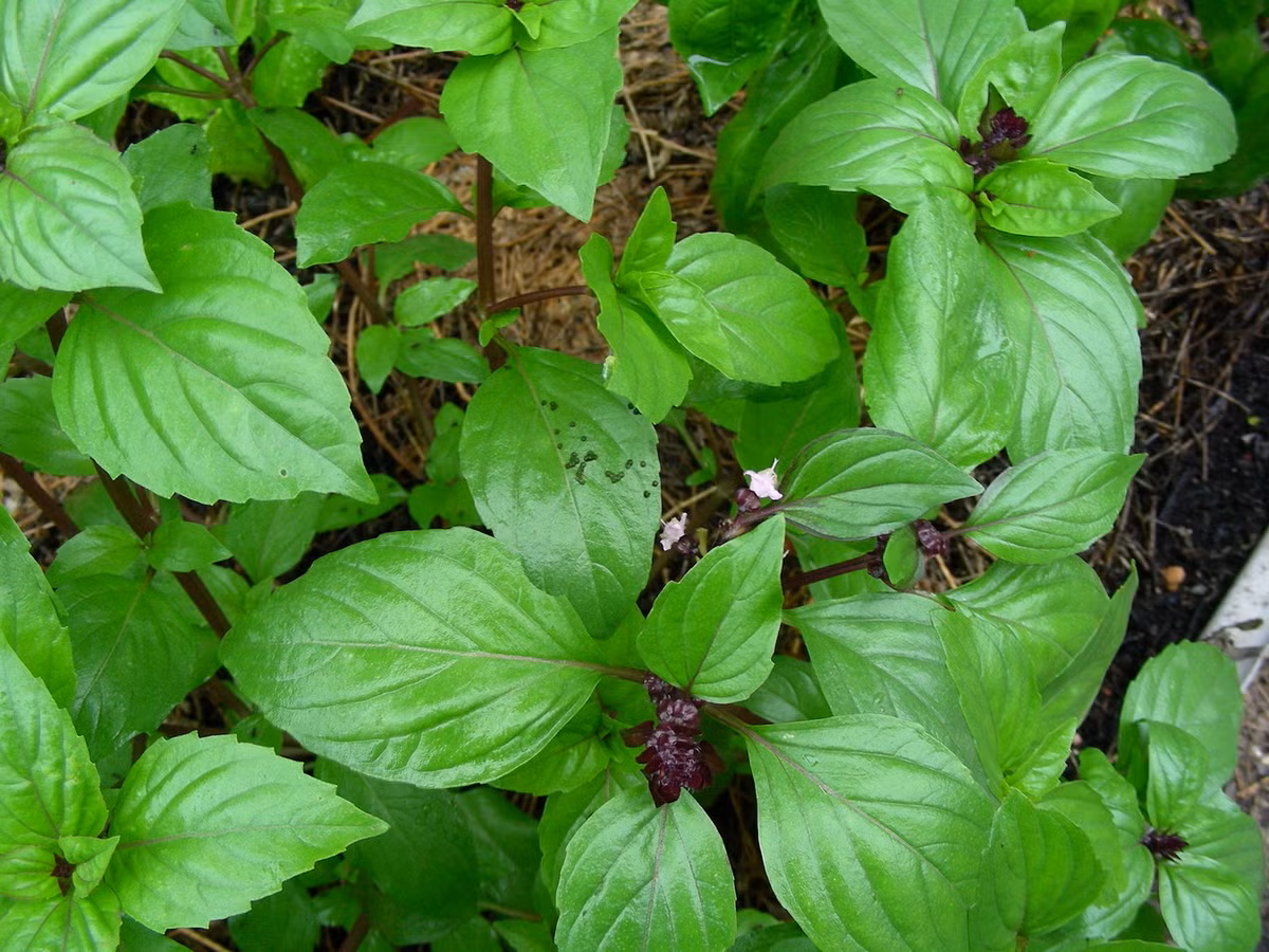 Húng quế (Ocimum basilicum) cao 80 cm, có nguồn gốc từ Ấn Độ và Iran. Loài cây này được trồng rộng rãi để lấy lá có vị hăng, dùng làm rau thơm trong các món ăn. Ảnh: Doug Beckers / Flickr.