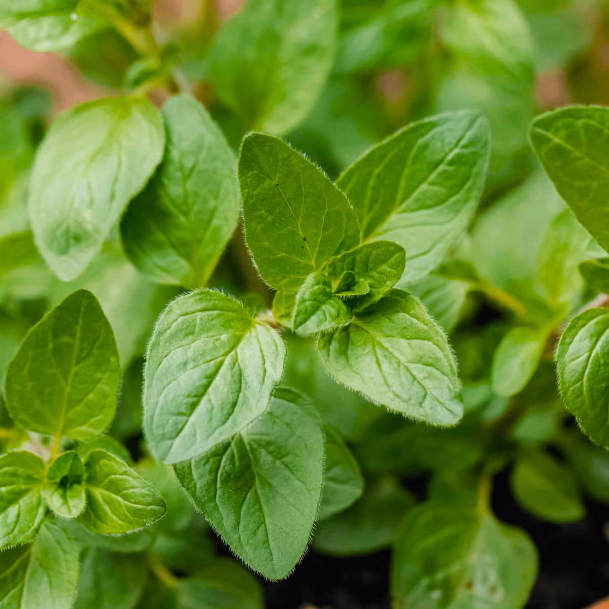 Kinh giới cay (Origanum vulgare) cao 1 mét, mọc trong các sinh cảnh nhiều đá và cỏ ở Nam Âu và Tây Nam Á. Loài cây thân thảo lưu niên này được trồng vì có nhiều công dụng trong chế biến món ăn. Ảnh: Seed2Plant.