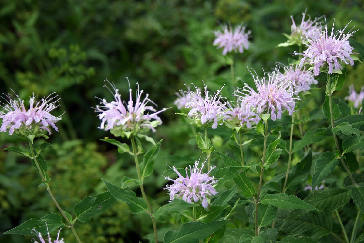 Trà bạc hà Mỹ (Monarda fistulosa) cao 1,2 mét, mọc trên các cánh đồng khô và bụi tậm từ New England đến Texas, Mỹ. Lá của loài cây thân thảo lưu niên bắt mắt này được dùng làm một loại trà có vị cay mát như bạc hà. Ảnh: Stellar Native Plant Nursery.