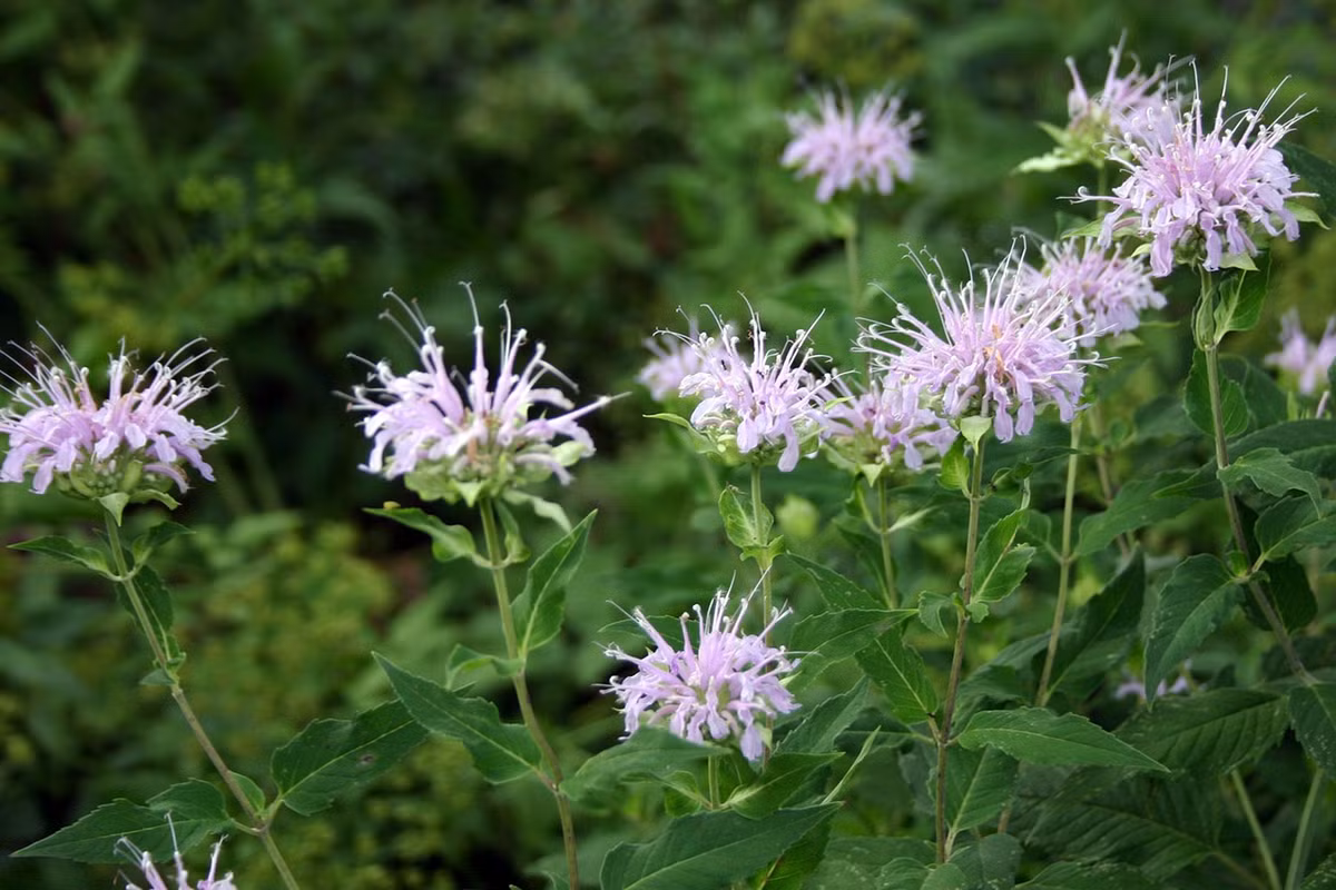 Trà bạc hà Mỹ (Monarda fistulosa) cao 1,2 mét, mọc trên các cánh đồng khô và bụi tậm từ New England đến Texas, Mỹ. Lá của loài cây thân thảo lưu niên bắt mắt này được dùng làm một loại trà có vị cay mát như bạc hà. Ảnh: Stellar Native Plant Nursery.