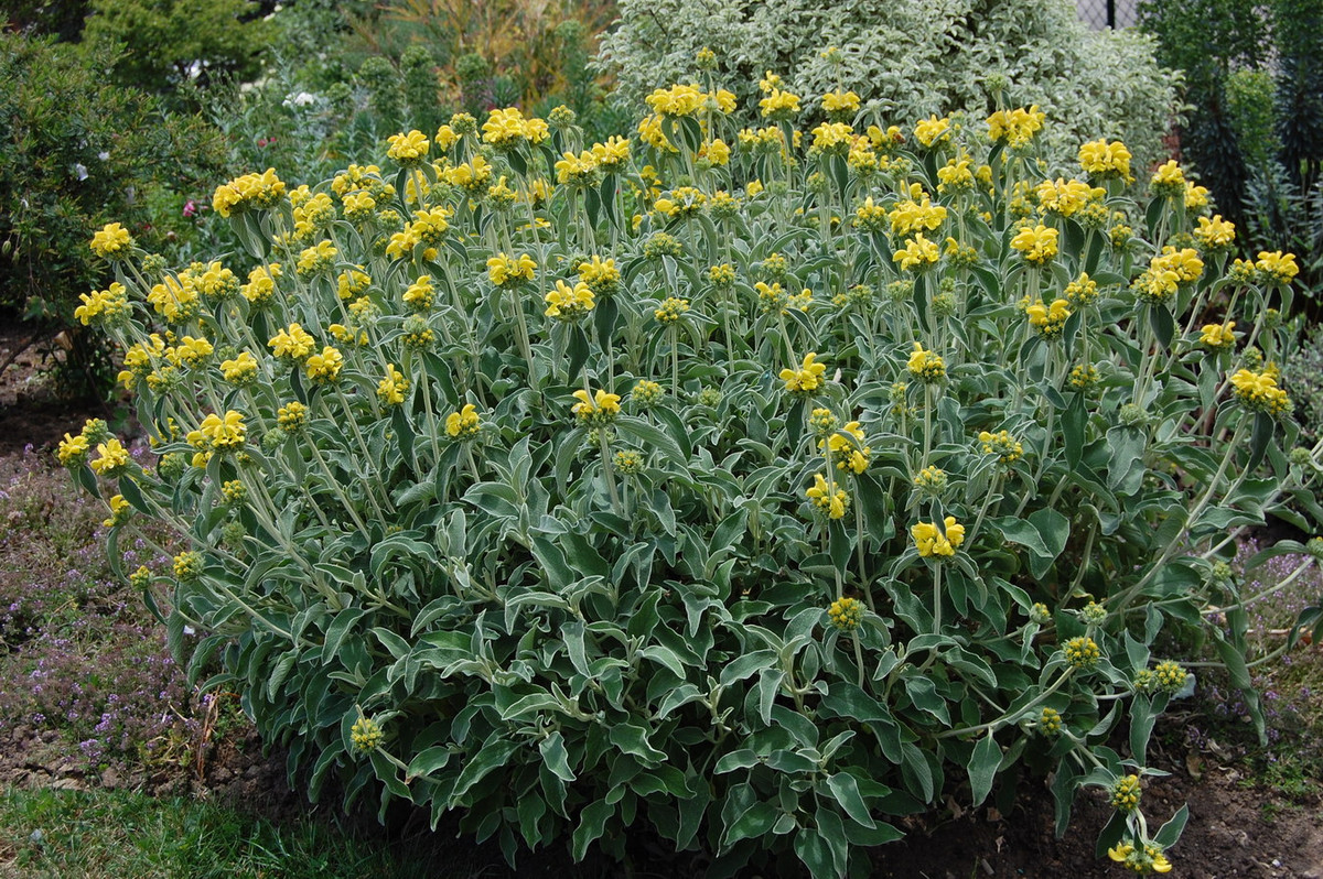 Ngải đắng Jerusalem (Phlomis fruticosa) cao 1,5 mét, có nguồn gốc từ các sinh cảnh nhiều đá, khô hạn phía Đông Địa Trung Hải. Loài cây bụi thường xanh này là một cây cảnh trồng vườn phổ biến. Ảnh: Landscape architect's pages.