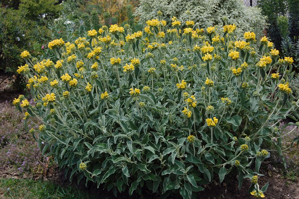 Ngải đắng Jerusalem (Phlomis fruticosa) cao 1,5 mét, có nguồn gốc từ các sinh cảnh nhiều đá, khô hạn phía Đông Địa Trung Hải. Loài cây bụi thường xanh này là một cây cảnh trồng vườn phổ biến. Ảnh: Landscape architect's pages.