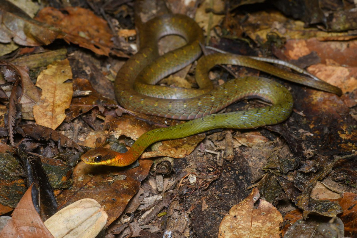 Rắn hoa cỏ vàng (Rhabdophis chrysargos). Kích cỡ: Dài 70-80 cm. Khu vực phân bố: Từ Bắc Bộ đến Đông Nam Bộ. Ảnh: Thai National Parks.