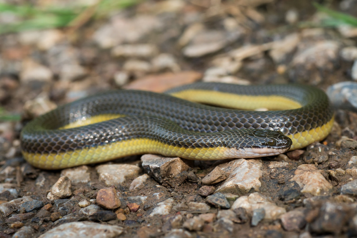 Rắn bồng chì (Hypsiscopus plumbea). Kích cỡ: Dài 50-60 cm. Khu vực phân bố: Từ Bắc tới Nam và phổ biến nhất là vùng đồng bằng Nam bộ. Ảnh: Wikipedia.