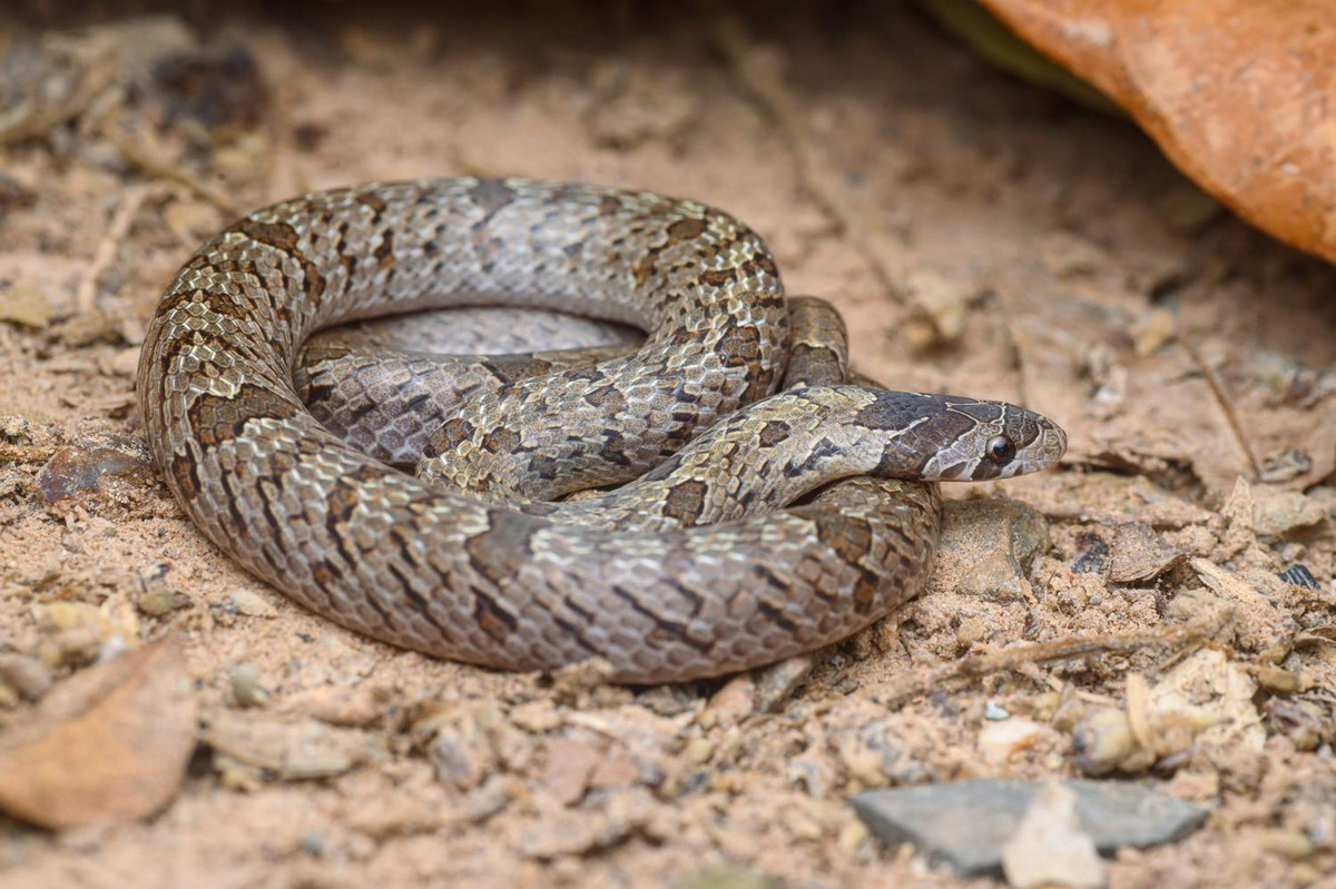 Rắn khiếm Baron (Oligodon barroni). Kích cỡ: Dài 40-50 cm. Khu vực phân bố: Từ Khánh Hòa đến Đồng Nai, Bình Dương. Ảnh: Thai National Parks.