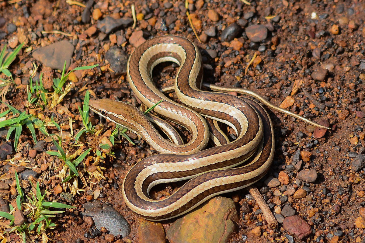 Rắn cát (Psammophis condanarus). Kích cỡ: Dài 1-1,1 mét. Khu vực phân bố: Hiếm gặp, từng ghi nhận ở Ninh Thuận. Ảnh: iNaturalist.