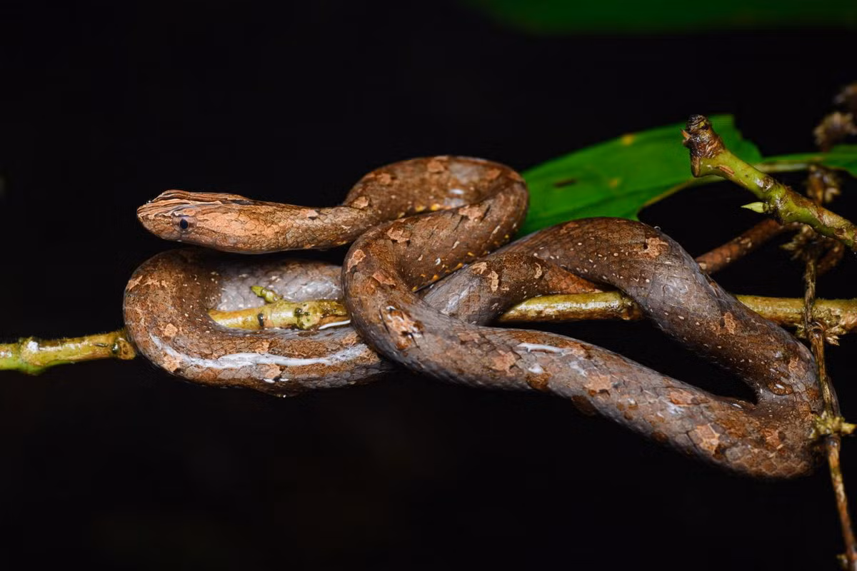 Rắn hổ đất nâu (Psammodynastes pulverulentus). Kích cỡ: Dài 30-35 cm. Khu vực phân bố: Bắc Bộ và Bắc Trung Bộ (đến Hà Tĩnh). Ảnh: Wikipedia.