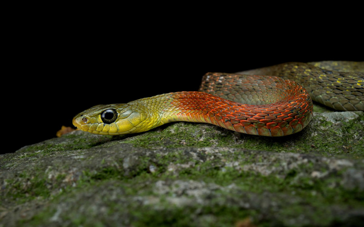 Rắn hoa cỏ nhỏ (Rhabdophis subminiatus). Kích cỡ: Dài 1,2-1,3 mét. Khu vực phân bố: Khắp cả nước. Ảnh: Hong Kong Snakes.