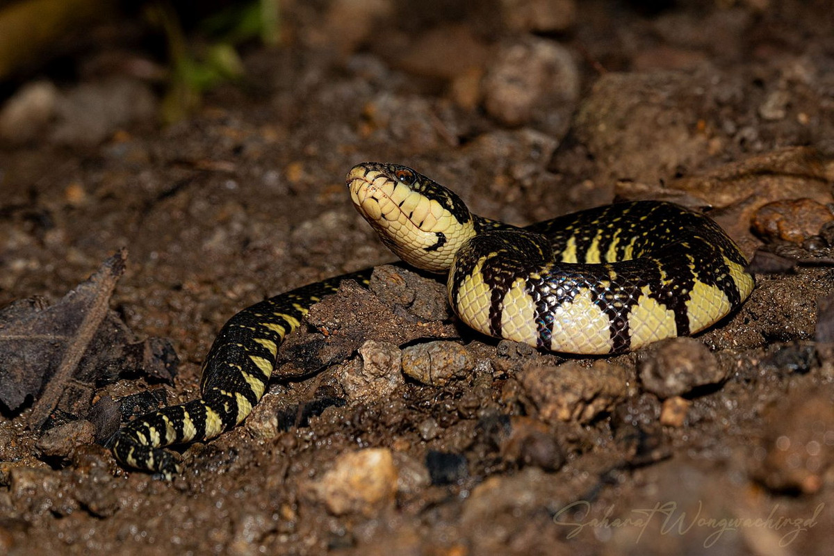 Rắn ri voi (Subsessor bocourti). Kích cỡ: Dài 1-1,2 mét. Khu vực phân bố: Từ Bình Dương, Tây Ninh, Đồng Nai đến Cà Mau. Ảnh: Nick Wildlife.