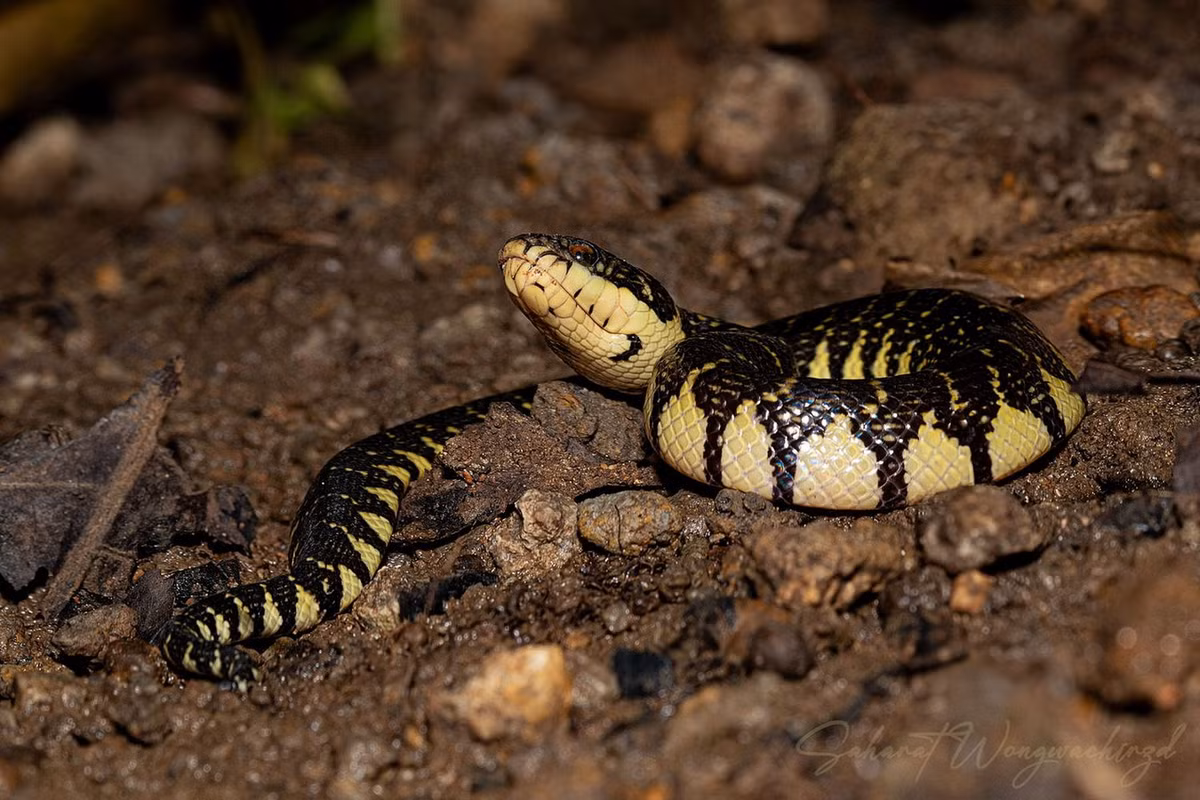 Rắn ri voi (Subsessor bocourti). Kích cỡ: Dài 1-1,2 mét. Khu vực phân bố: Từ Bình Dương, Tây Ninh, Đồng Nai đến Cà Mau. Ảnh: Nick Wildlife.