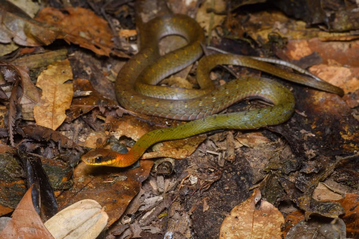 Rắn hoa cỏ vàng (Rhabdophis chrysargos). Kích cỡ: Dài 70-80 cm. Khu vực phân bố: Từ Bắc Bộ đến Đông Nam Bộ. Ảnh: Thai National Parks.