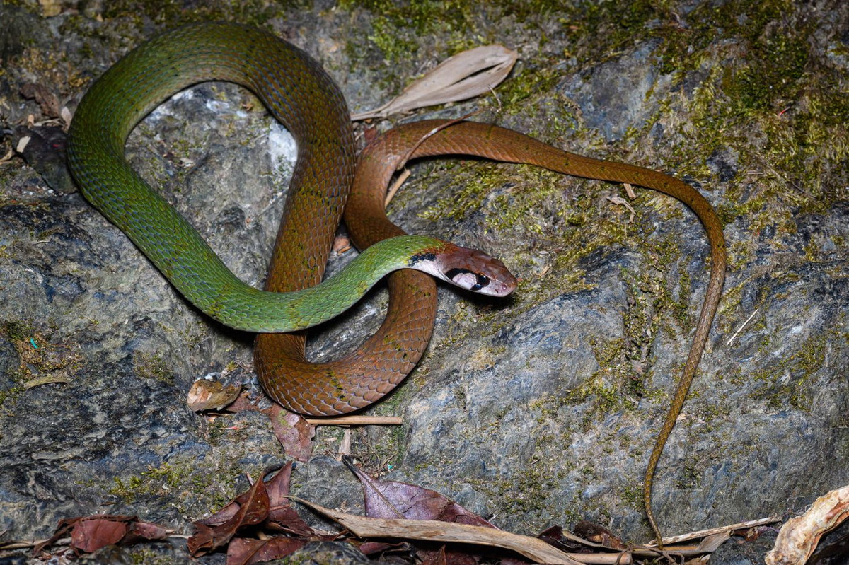 Rắn hoa cỏ đai (Rhabdophis nigrocinctus). Kích cỡ: Dài 90-100 cm. Khu vực phân bố: Rất hiếm gặp, từng ghi nhận ở Lai Châu và Lâm Đồng. Ảnh: Thai National Parks.