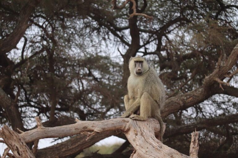 Khỉ đầu chó vàng (Papio cynocephalus) dài 51-114 cm, sống ở Nam và Đông Phi. Thức ăn của loài động vật ăn tạp, gặp gì ăn nấy này bao gồm vỏ, hạt, rễ cây, côn trùng và cả những con khỉ khác.