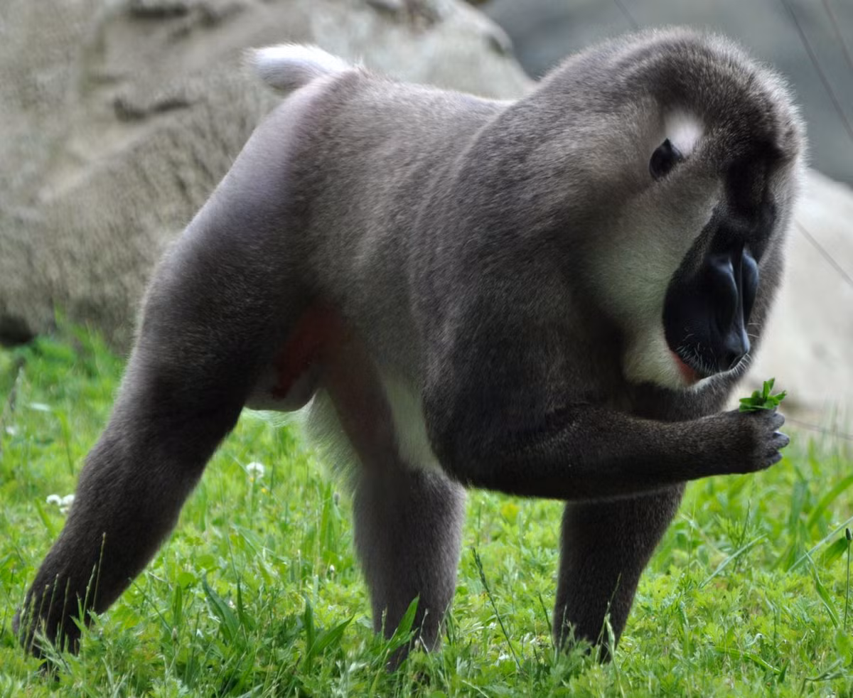 Khỉ đầu chó mặt xanh (Mandrillus leucophaeus) dài 61-77 cm, phân bố ở Cameroon, Nigeria và Guinea Xích đạo. Sống ở rừng mưa đất thấp, loài khỉ lớn này có phần da quanh mõm nhẵn nhụi, bóng loáng, ánh xanh nhẹ.