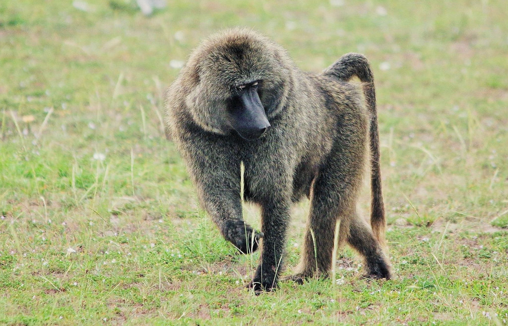 Khỉ đầu chó ô-liu (Papio anubis) dài 48-86 cm, sống trong thảo nguyên và xavan ở trung tâm khu vực châu Phi hạ Sahara. Loài này hình thành các đàn lớn với số lượng lên đến 100 cá thể.