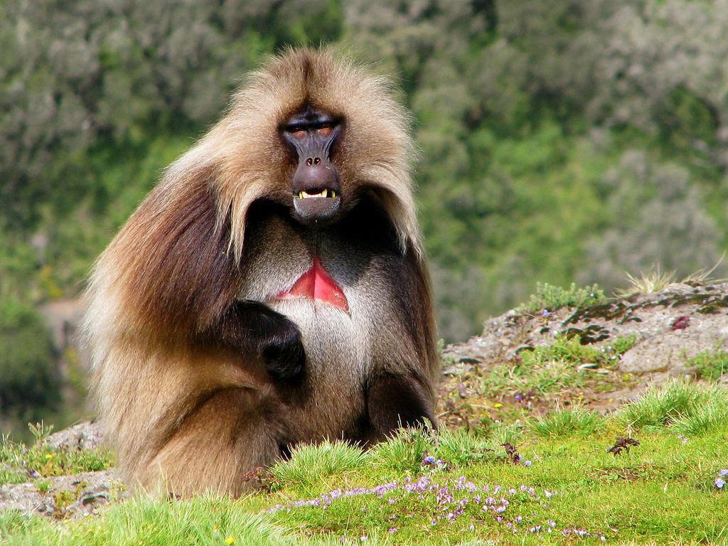 Khỉ đầu chó ngực đỏ (Theropithecus gelada) dài 50-74 cm, sống trên đồng cỏ cao nguyên Angola. Loài linh trưởng ăn cỏ này có mảng da trụi lông màu đỏ đặc trưng ở ngực.
