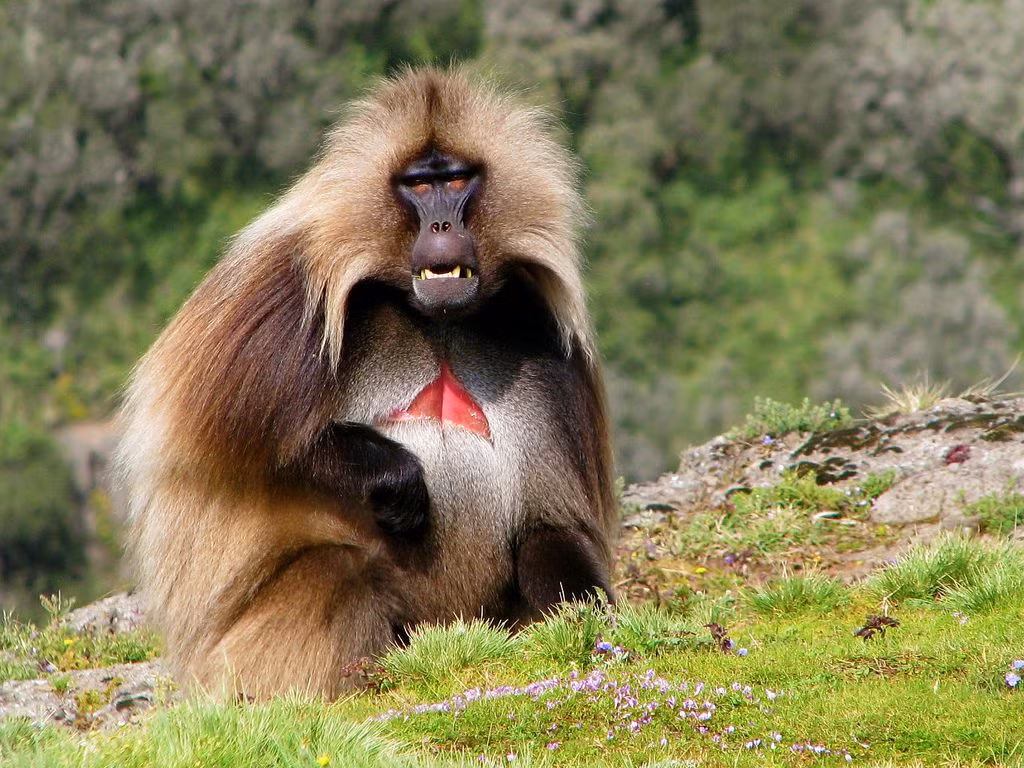 Khỉ đầu chó ngực đỏ (Theropithecus gelada) dài 50-74 cm, sống trên đồng cỏ cao nguyên Angola. Loài linh trưởng ăn cỏ này có mảng da trụi lông màu đỏ đặc trưng ở ngực.