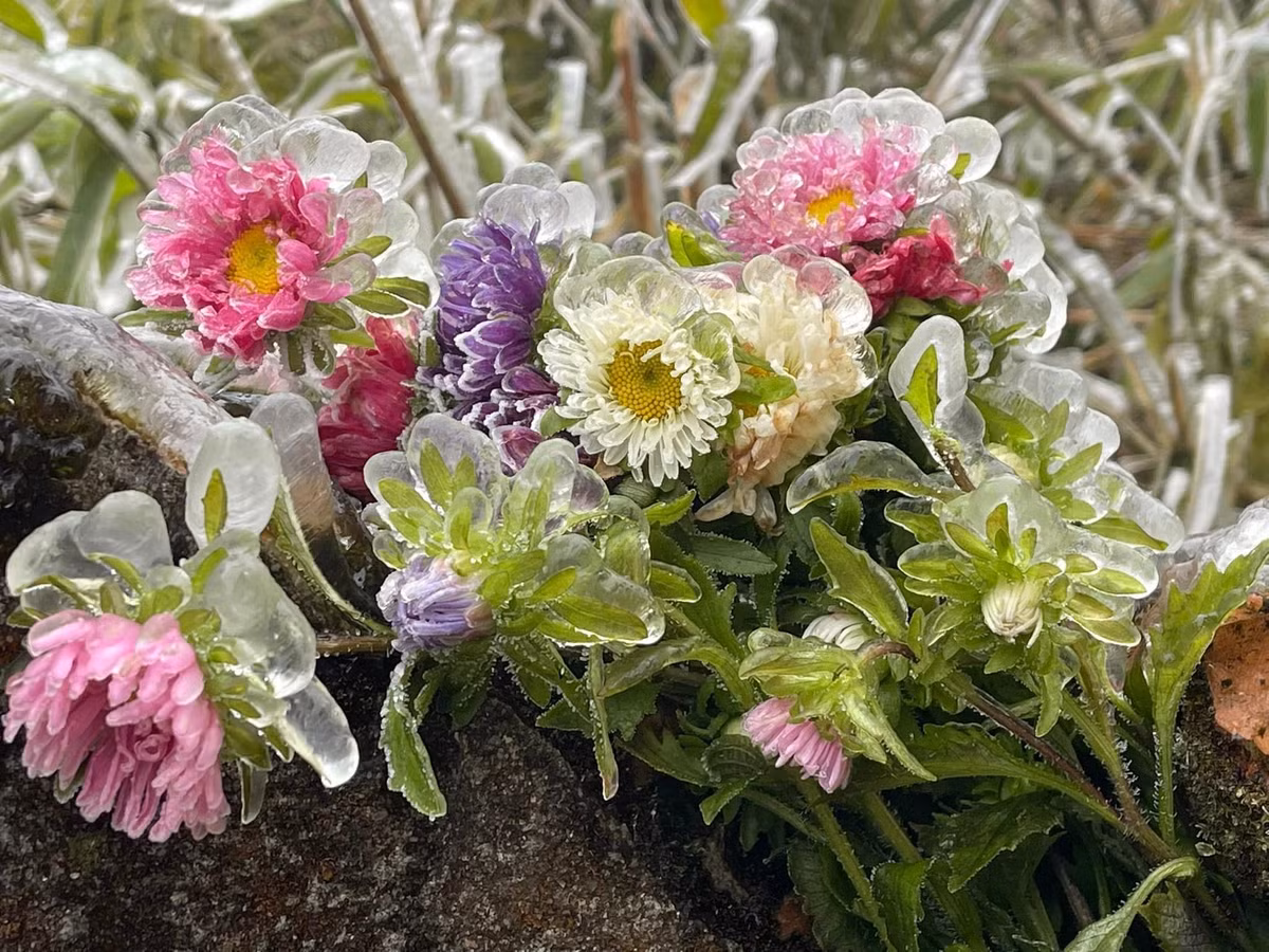 Khoanh khac bang gia tai mien Bac nhung ngay qua