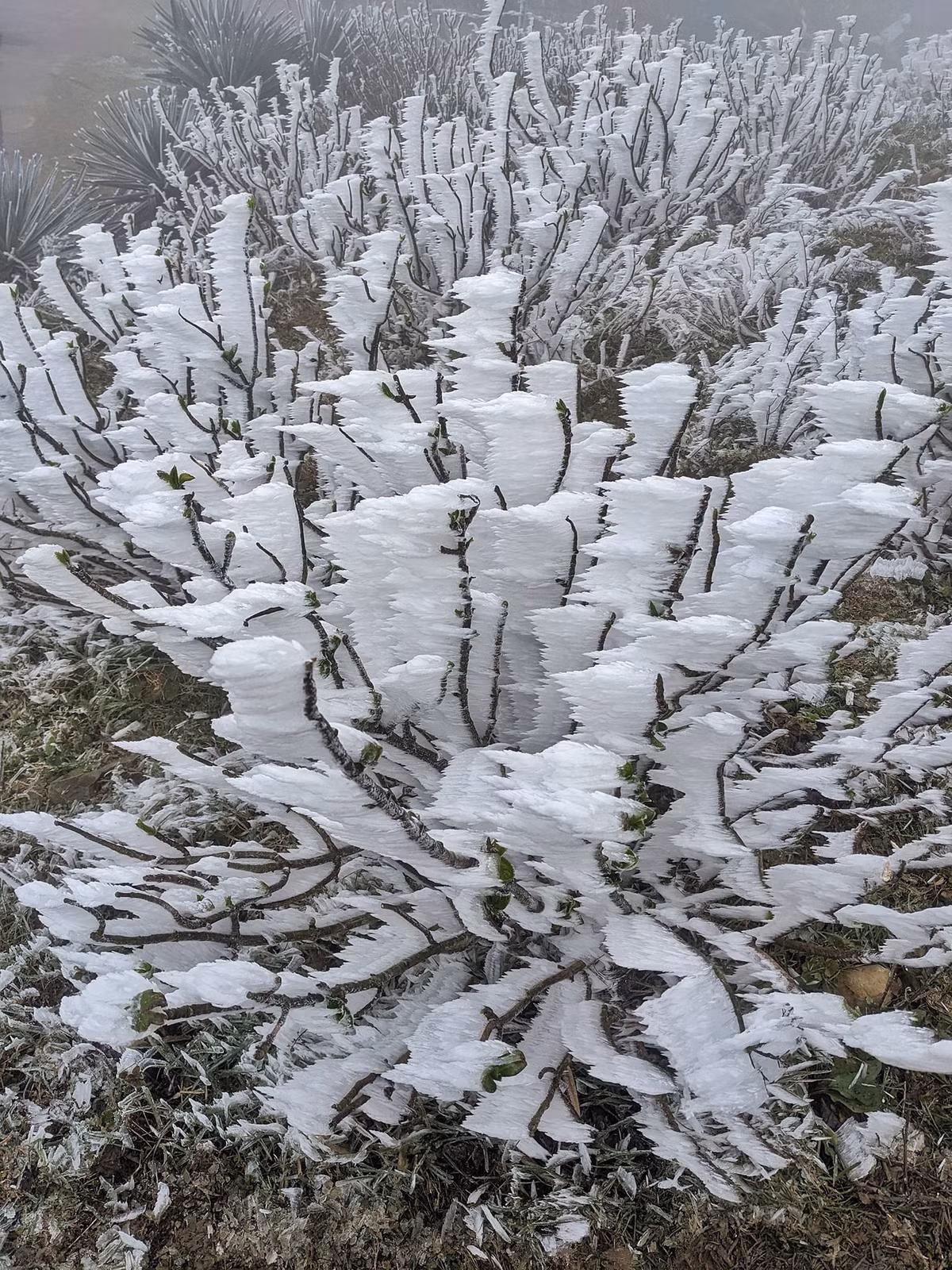 Về kinh nghiệm săn tuyết, chị Bùi Thúy, nhiếp ảnh gia từng nhiều lần chụp được ảnh tuyết ở Mẫu Sơn, cho biết: Trời mưa lâm thâm kết hợp với nhiệt độ giảm thấp sẽ dễ có tuyết. Nếu trời khô quá khó có tuyết dù rất lạnh (Ảnh: Lý Quang Vinh, Ngọc Ánh).