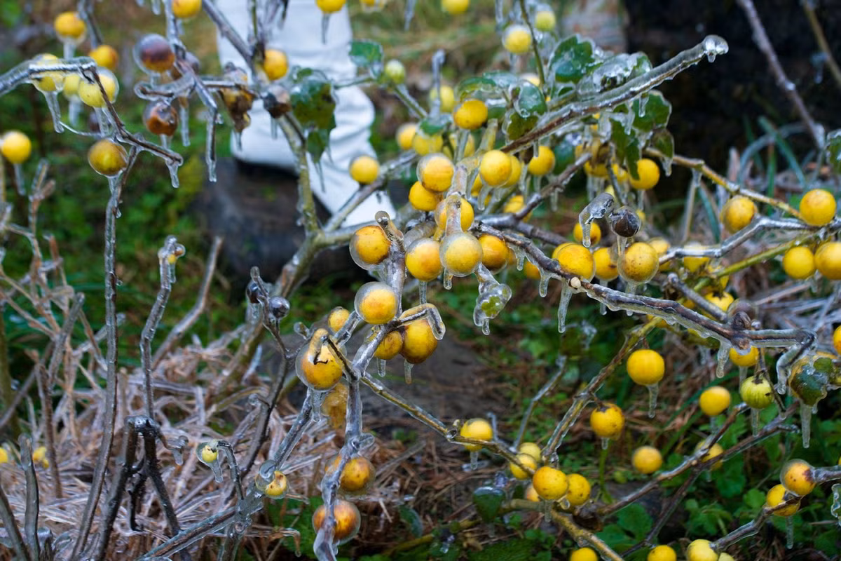 Phia Oắc cao 1.931m, là đỉnh núi cao thứ hai của tỉnh Cao Bằng. Tại đây, băng bắt đầu hình thành từ 14h ngày 22/1, ở độ cao khoảng 1.600m trở lên đỉnh núi 1.931m. Nhiệt độ ngoài trời xuống -5 độ C (Ảnh: Đức Cảnh).