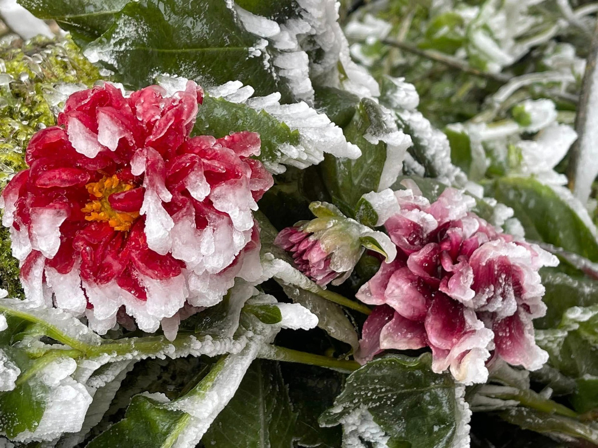 Những bông hoa đang "ngủ vùi trong băng" ở Phia Oắc. Nhiếp ảnh gia Trần Nhân Quyền đã ghi lại khoảnh khắc này trong thời tiết -5 độ C, ngày 23/1 (Ảnh: Trần Nhân Quyền).