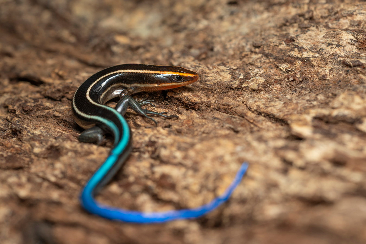 Thằn lằn đuôi xanh (Plestiodon quadrilineatus). Kích cỡ: Cả thân và đuôi dài khoảng 20 cm. Khu vực phân bố: Cao Bằng, Lạng Sơn, Thái Nguyên, Hoà Bình, Quảng Ninh, Sơn La, Thanh Hoá, Nghệ An, Hà Tĩnh, Quảng Bình, Thừa Thiên Huế, Đà Nẵng, Quảng Nam, Đắk Lắk. Ảnh: iNaturalist.