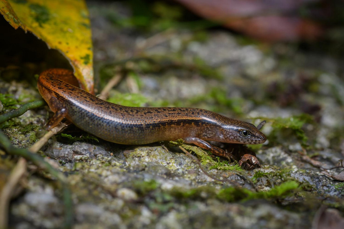 Thằn lằn đốm đen (Scincella melanosticta). Kích cỡ: Dài thân 58-78 mm, dài đuôi gấp 1,5-2 lần dài thân. Khu vực phân bố: Đông Nam Bộ và Tây Nam Bộ. Ảnh: Thai National Parks.