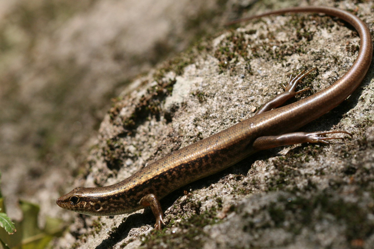 Thằn lằn Spheno Ấn Độ (Sphenomorphus indicus). Kích cỡ: Dài thân 63-82 mm, dài đuôi tương đương dài thân. Khu vực phân bố: Lào Cai, Lạng Sơn. Đồng Nai, Bình Phước. Ảnh: Arthur Chapman / Flickr.
