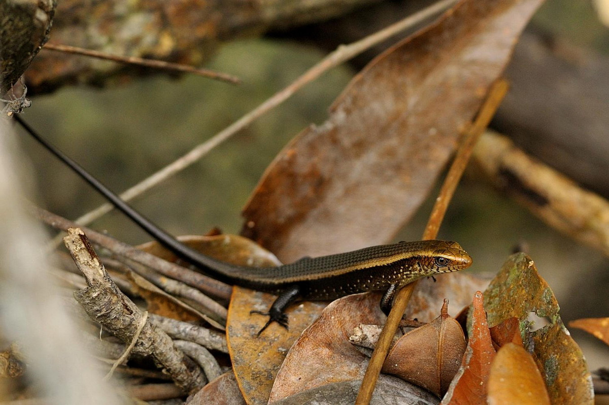Thằn lằn bóng hoa (Eutropis multifasciata). Kích cỡ: Dài thân 66-122 mm, dài đuôi 124-195 mm. Khu vực phân bố: Hầu hết ở các tỉnh nước ta, từ Lai Châu (Bình Lư), cho đến Bạc Liêu, Kiên Giang, Cà Mau. Ảnh: Thai National Parks.