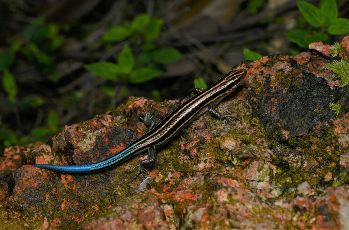 Thằn lằn chỉ xinh (Plestiodon elegans). Kích cỡ: Dài thân 70-80 mm, dài đuôi 80-90 mm. Khu vực phân bố: Từ VQG Cúc Phương cho đến các tỉnh Nghệ An, Hà Tĩnh, Quảng Bình, Thừa Thiên Huế và Đà Nẵng. Ảnh: iNaturalist.