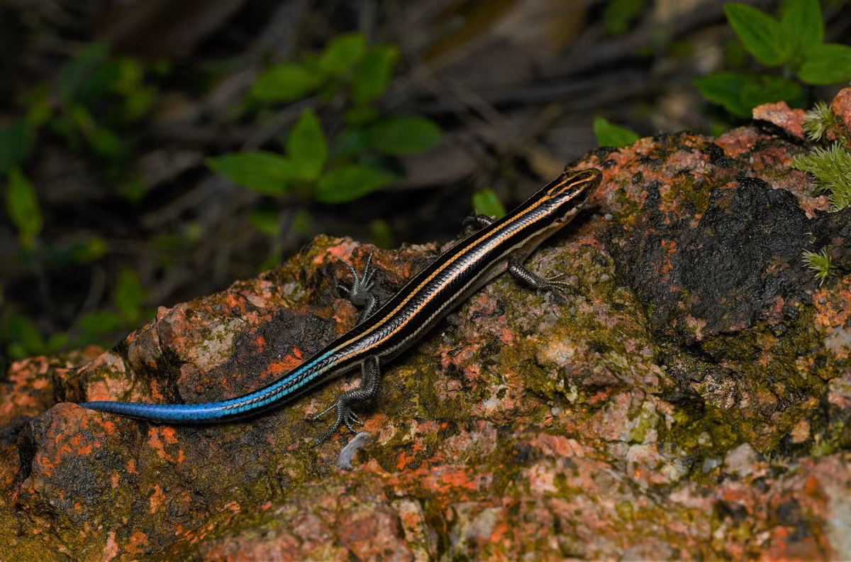 Thằn lằn chỉ xinh (Plestiodon elegans). Kích cỡ: Dài thân 70-80 mm, dài đuôi 80-90 mm. Khu vực phân bố: Từ VQG Cúc Phương cho đến các tỉnh Nghệ An, Hà Tĩnh, Quảng Bình, Thừa Thiên Huế và Đà Nẵng. Ảnh: iNaturalist.