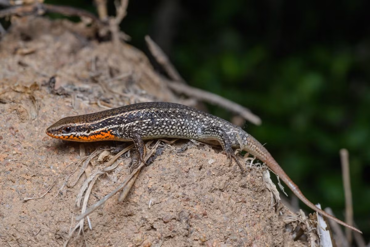  Thằn lằn bóng đốm (Eutropis macularia). Kích cỡ: Dài thân 55-61 mm, dài đuôi gấp 1,25-1,75 lần dài thân. Khu vực phân bố: Rộng khắp cả nước. Ảnh: Thai National Parks.