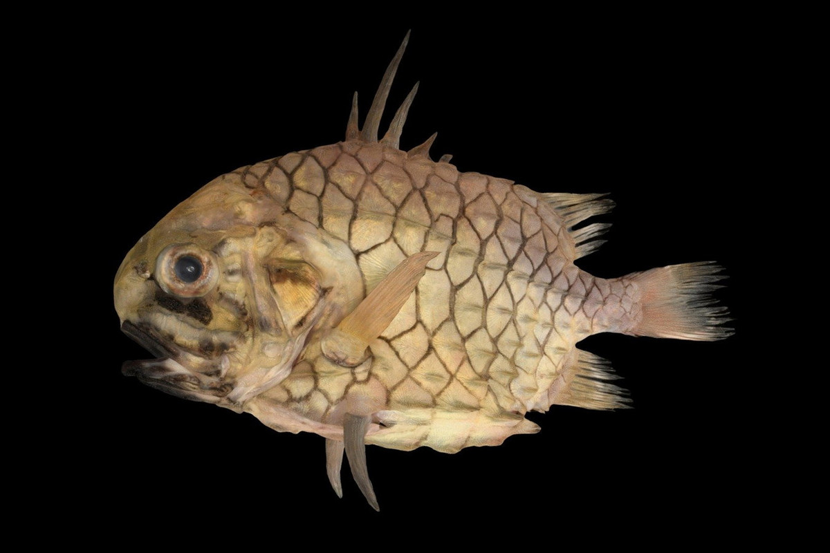 Không những vậy, khi gặp nguy hiểm cá quả thông còn có thể giương vây lên, biến chúng thành những lưỡi dao sắc nhọn. Ảnh: Sketchfab.