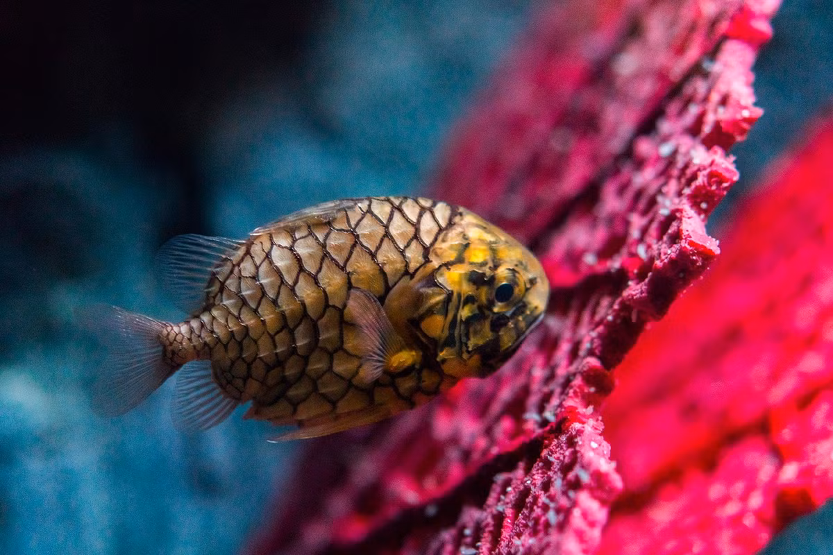 Với sự thịnh hành của trào lưu nuôi cá cảnh nước mặn, cá quả thông đã trở thành một mặt hàng hot, được nhiều người ưa chuộng. Ảnh: The Living Planet Aquarium.