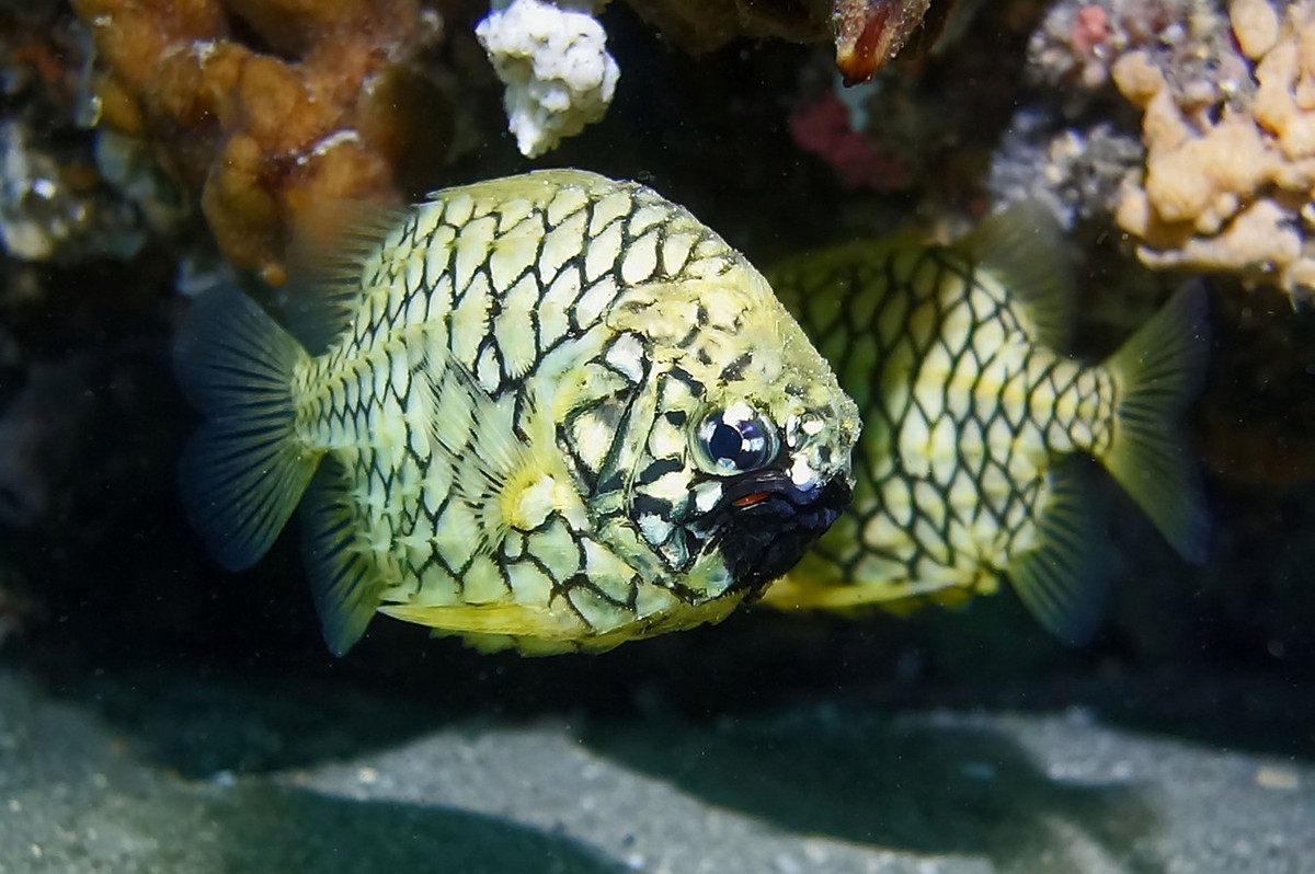 Tên gọi "quả thông" bắt nguồn từ hình dáng rất đặc biệt của các loài cá này. Cơ thể chúng được bao phủ bởi những chiếc vảy lớn, rất cứng và dày, như một bộ áo giáp. Ảnh: Museums Victoria.