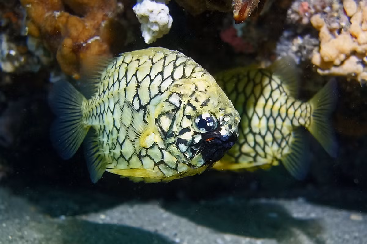 Tên gọi "quả thông" bắt nguồn từ hình dáng rất đặc biệt của các loài cá này. Cơ thể chúng được bao phủ bởi những chiếc vảy lớn, rất cứng và dày, như một bộ áo giáp. Ảnh: Museums Victoria.