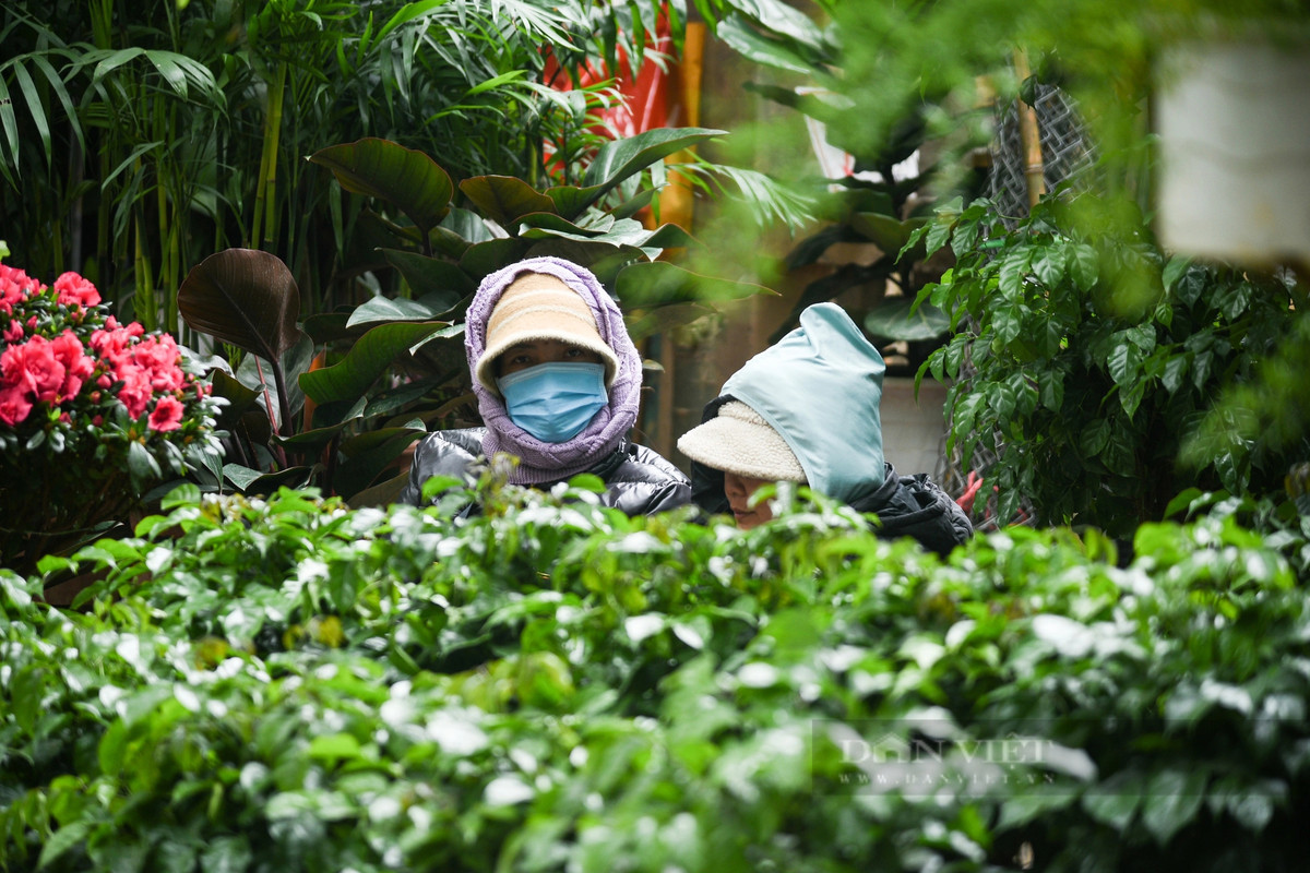 Các tiểu thương bán cây cảnh Tết phải núp phía sau những chậu cây để tránh bớt gió.