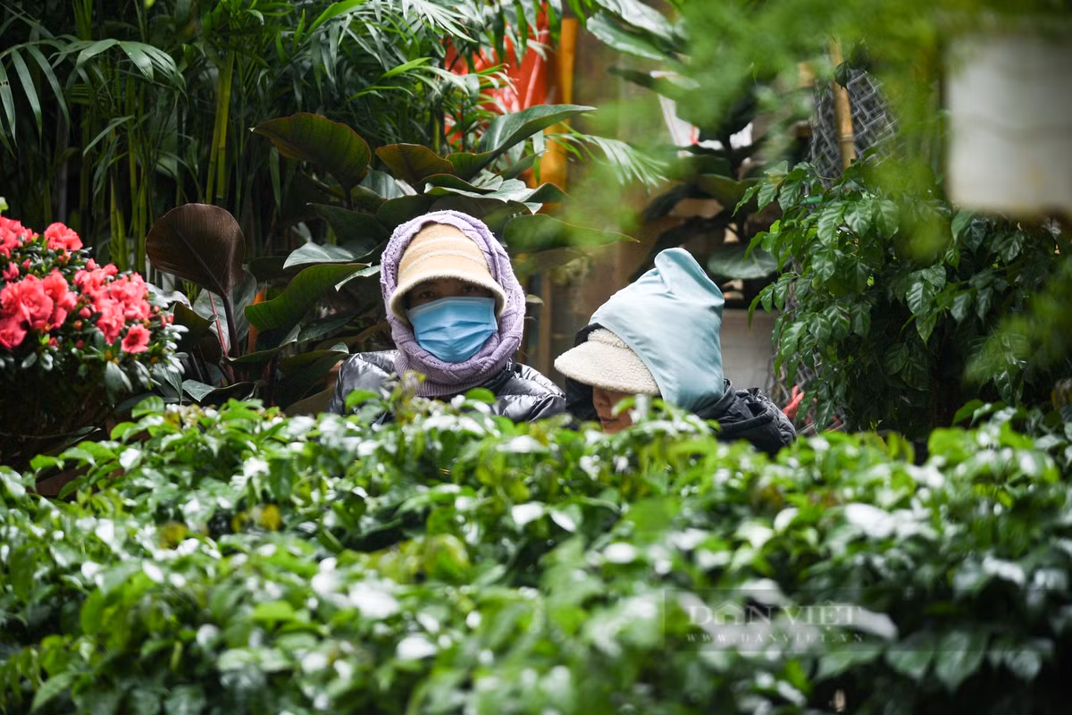 Các tiểu thương bán cây cảnh Tết phải núp phía sau những chậu cây để tránh bớt gió.