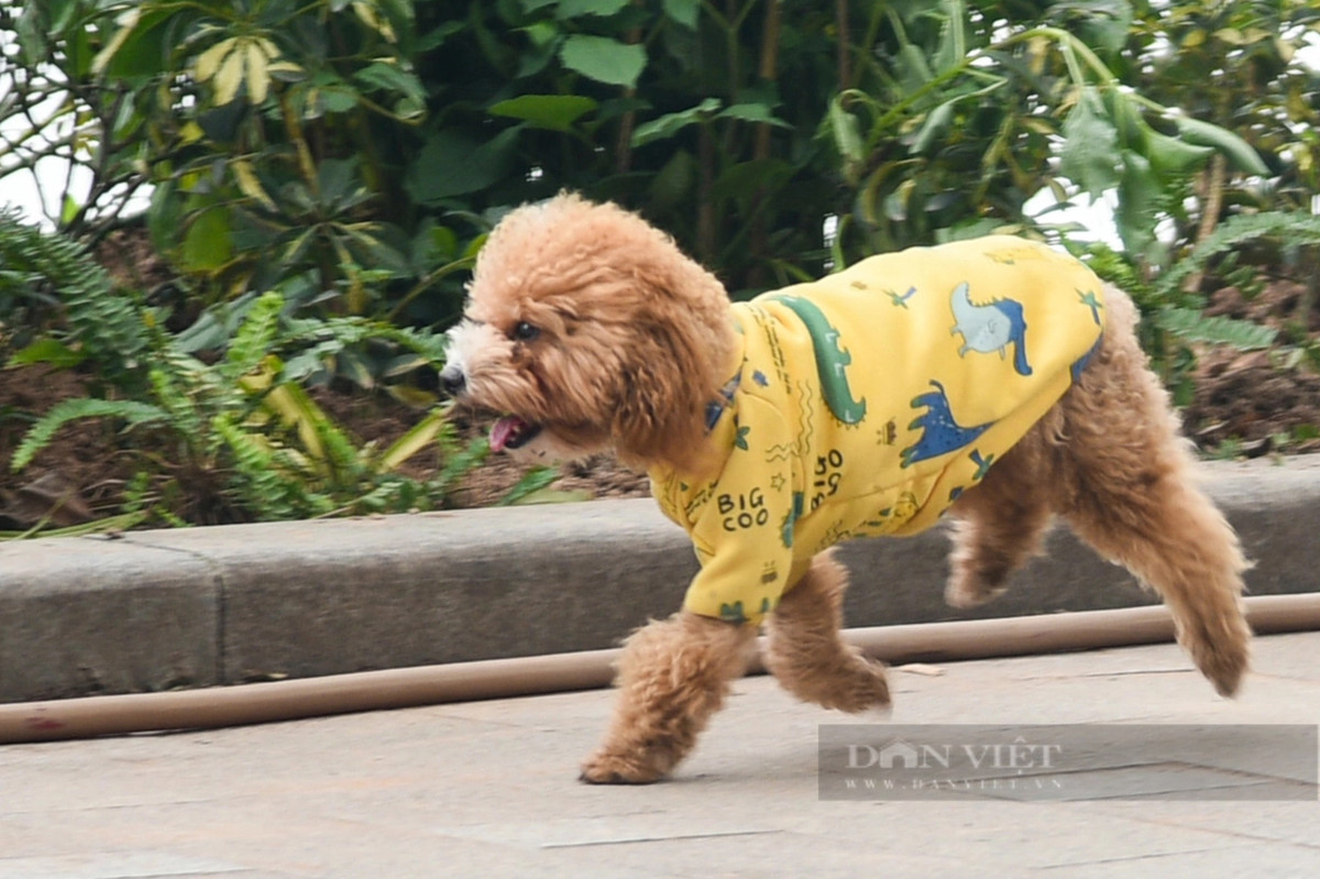 Một gia đình mặc áo ấm cho cún dạo bờ hồ Hoàn Kiếm.