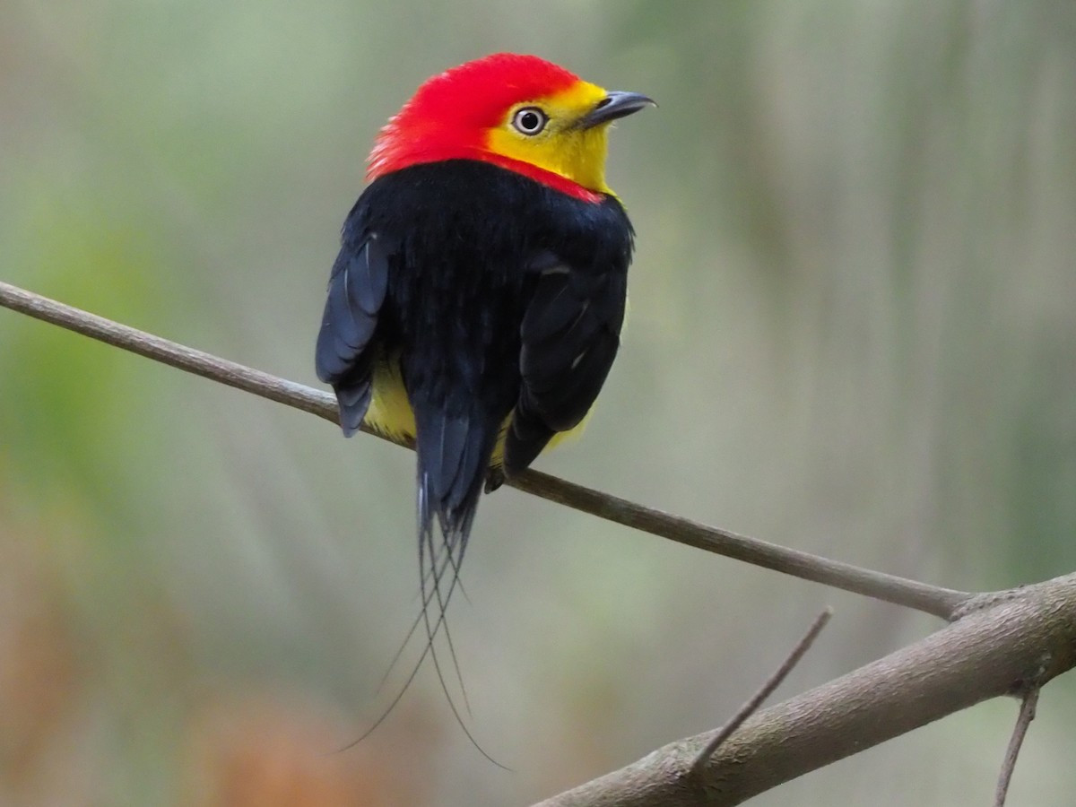 Chim di đuôi lưới (Pipra filicauda) dài 11-12 cm, sống ở thượng nguồn phía Tây lưu vực sông Amazon. Loài chim sặc sỡ này có những sợi lông đuôi dài và mảnh, đan vào nhau như lưới.