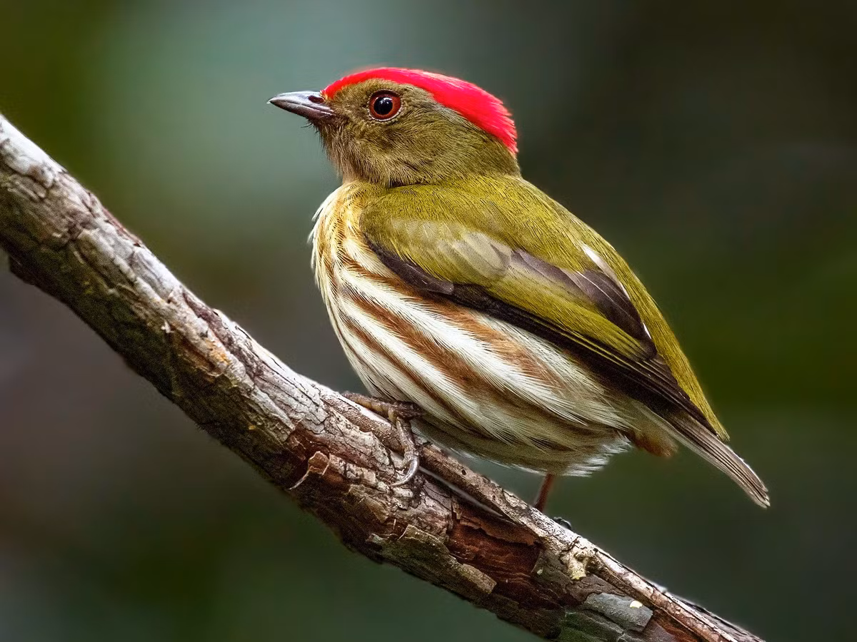Chim di sọc (Machaeropterus regulus) dài 9-10 cm, phân bố ở miền Bắc của Nam Mỹ. Con trống của loài chim khó quan sát này tạo ra âm thanh vo ve như côn trùng khi trình diễn.