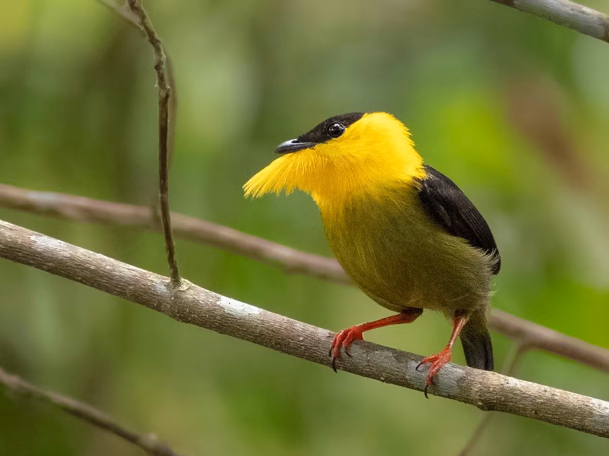 Chim di cổ vàng (Manacus vitellinus) dài 10 cm, được tìm thấy ở Colombia and Panama. Các con trống của loài này sẽ xòe phần lông vàng rực ở cổ ra khi ve vãn chim mái.
