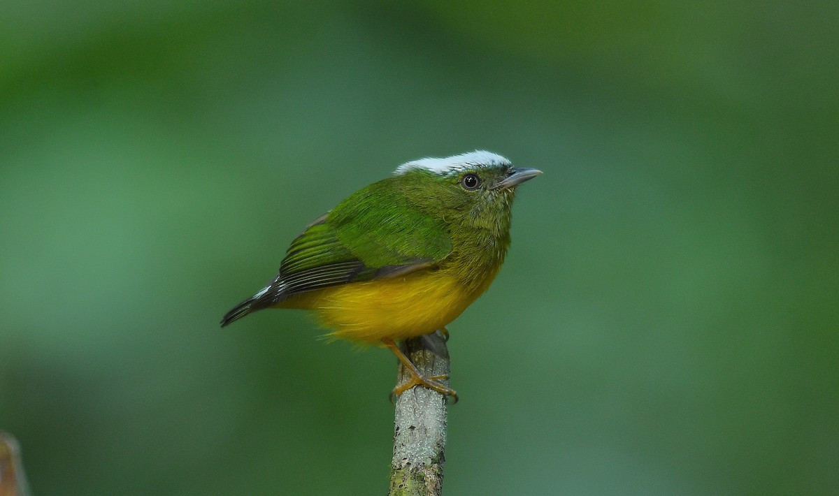 Chim di mũ tuyết (Lepidothrix nattereri) dài 8-9 cm, sinh sống ở lưu vực sông Amazon của Brazil và vùng Đông Bắc Bolivia. Đỉnh đầu loài chim này có lông, màu trắng, nhìn giống như bị phủ tuyết.