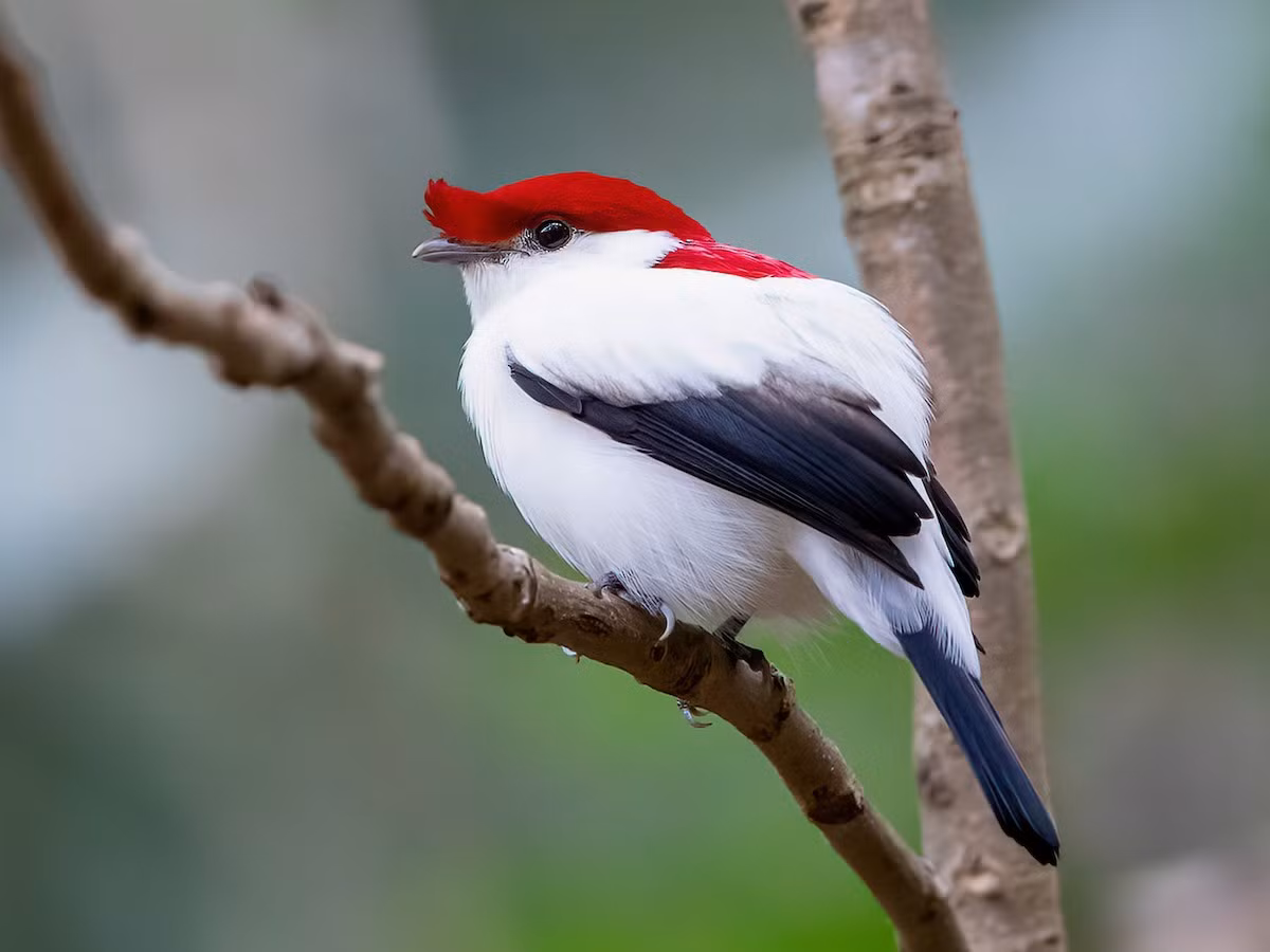  Chim di Araripe (Antilophia bokermanni) dài 15 cm, là loài chim đặc hữu của cao nguyên Araripe, Đông Bắc brazil. Loài chim có màu lông dễ nhận biết này được phát hiện vào năm 1998, là loài nằm trong diện nguy cấp. Ảnh: eBird.