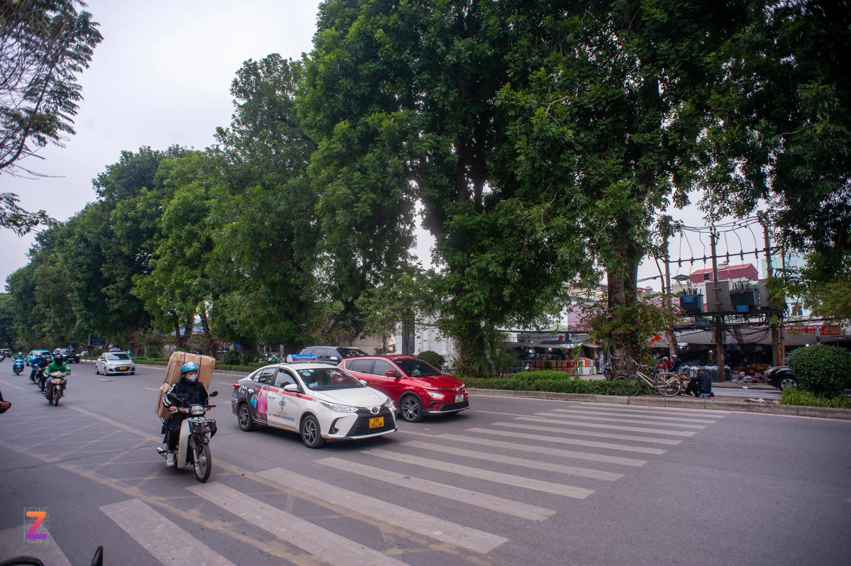 Nằm giữa dải phân cách trên đường Láng là hàng cây xà cừ cổ thụ có tuổi đời lâu năm.