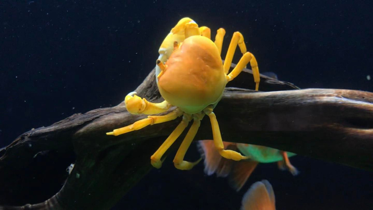 Loài cua cảnh được giới chơi sinh vật cảnh ưa chuộng là cua Hainanpotamon, nguồn gốc Đông Dương (không phải loại động vật ngoại lai xâm hại). Cua Hainanpotamon hay còn được gọi là Cua chiến binh, là một trong những loại cua nước ngọt được yêu thích ở rất nhiều nước trên thế giới. (Nguồn ảnh: Facebook)