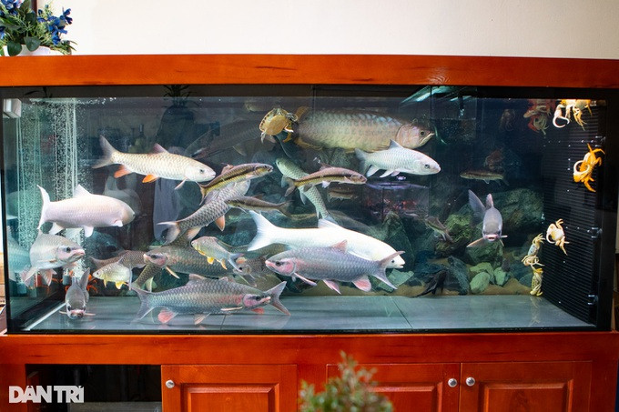 Chúng ta có thể tìm thấy loại cua này trong tự nhiên ở các nước Đông Dương, nhưng rất hiếm người bắt được vì chúng sống sâu trong hốc đá sông, suối. (Nguồn ảnh: Dân Trí)